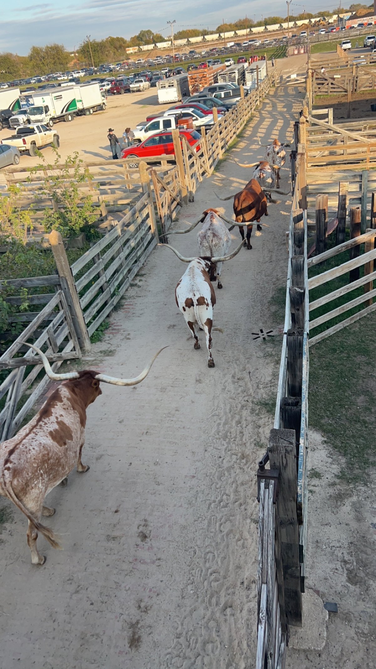 A Texas longhorn walking the dirt path during the twice-daily cattle drive in the Fort Worth Stockyards