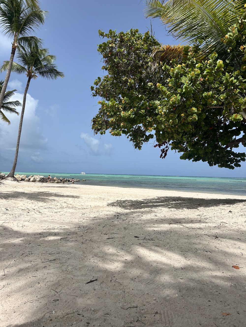 Palms leaning over the sand beside turquoise water