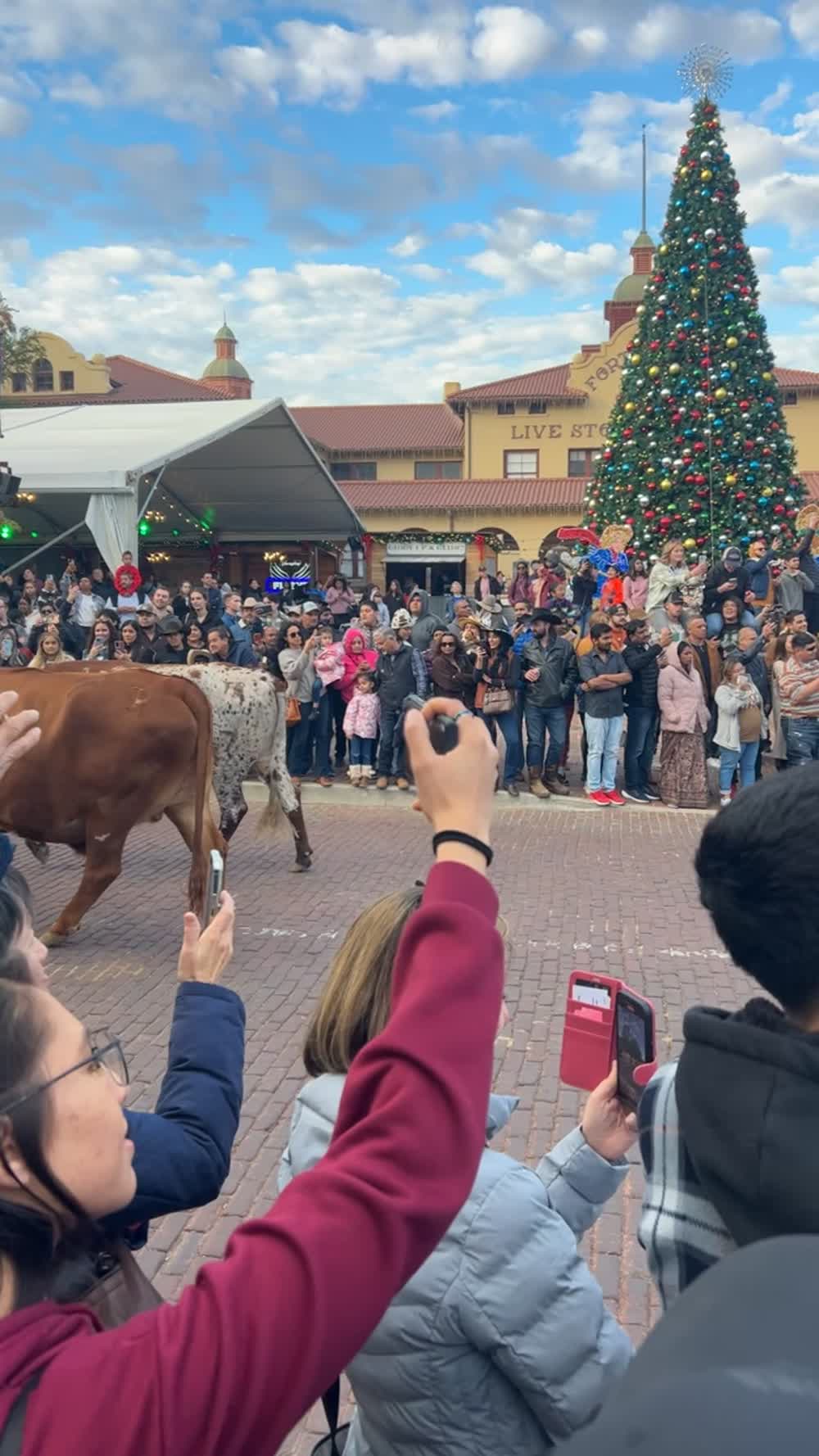 The crowd lining the street as longhorns pass during the Stockyards cattle drive