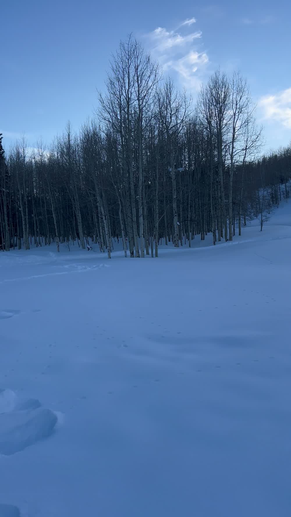 A stand of bare aspens in deep snow beside a Park City run